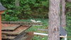 Red Squirrel leucism.JPG