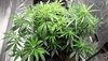 20200701_180137.jpg