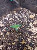 Week 1 Seedling stage is set