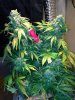 6-4-13 #3.jpg