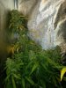 6-4-13 #5.jpg