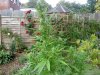 DSC00356.jpg