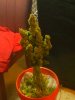 IMG_20130604_161948.jpg