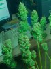 IMG_20130604_161535.jpg