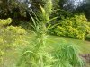 DSC00376.jpg