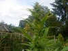 DSC00383.jpg