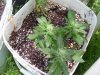 100_1904.jpg
