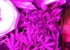 040613RSD.jpg