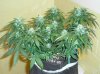 Shorties Flowering 6-06-13 005.jpg