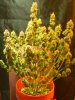 drclawMG_20130507_235804.jpg