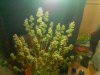 IMG_20130606_161125.jpg