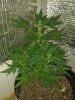 20130606_223944.jpg