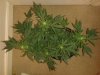 20130606_224423.jpg