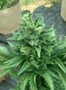 6.7 char 11.5 weeks, no yellow, fox tailing.jpg