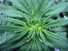 plant 067.jpg