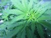 plant 070.jpg