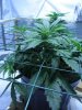 plant 065.jpg