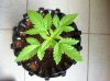 ImageUploadedByTapatalk1370630666.841124.jpg