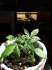 DSCF0525.jpg