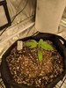 IMG_20200707_000425.jpg