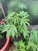 Amnesia auto (Canuk seeds), unknown autos from shortstuff seed mix pack
