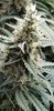 Glueberry OG Auto - First start to finish grow