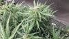 Fast to fast budding up.jpg