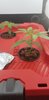 Auto American Pie (Pyramid) - day 17