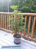 20200715_085301.jpg