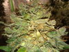 20200715_202520.jpg