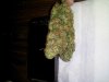 Big Bud.jpg