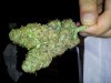 Big Bud 2.jpg