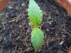 20130606_180207.jpg 20130606_180207.jpg