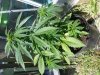 20130610_112909.jpg 20130610_112909.jpg
