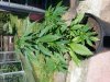 20130610_112700.jpg 20130610_112700.jpg