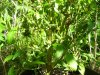 100_2027.jpg