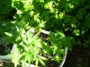 100_2046.jpg