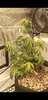 Screenshot_20200731-194347.png