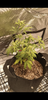 Screenshot_20200731-194422.png