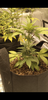 Screenshot_20200731-194638.png