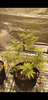 Screenshot_20200731-194718.png