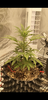 Screenshot_20200731-194907.png
