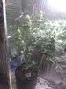 IMG_20200808_090759023.jpg