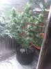 IMG_20200808_090732435.jpg