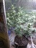 IMG_20200811_085940214.jpg