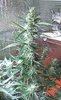 20200811_090231.jpg