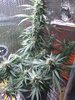 IMG_20200817_161228857.jpg