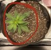 Day 19 - E2 Burnt Tips.jpg