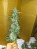 IMG_20200824_085615976.jpg