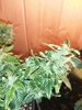 IMG_20200825_154529.jpg